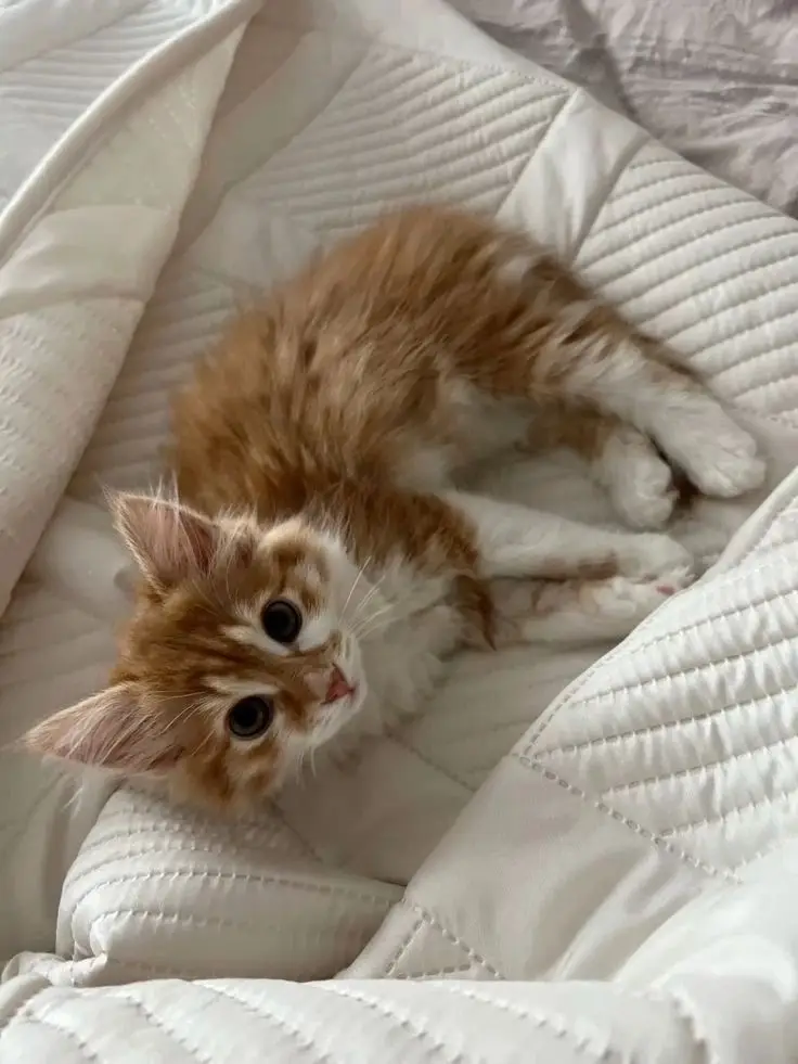 #hoyoverse #fakebodyy⚠️ #HonkaiStarRail 