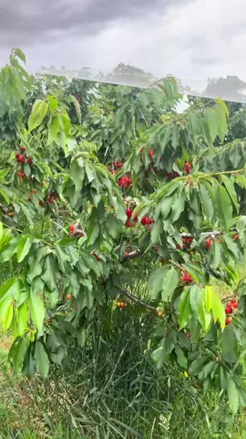 #onthisday #fouyou #viral #foryoupage❤️❤️ #1millionviews 