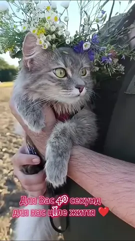 Бойові КОТИКИ ЗСУ;)#УКРАЇНА #зсуЗСУ🇺🇦 #БОЙОВАКИЦЯ 