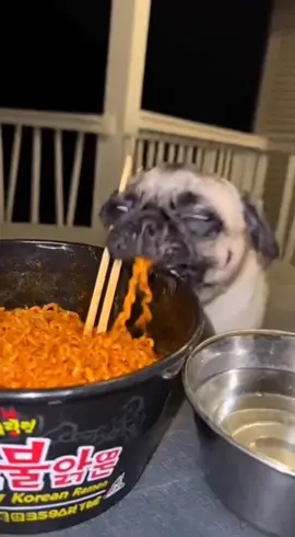 pug is enjoying spicy noodles. #pug #pugsoftiktok #viral #spicy 
