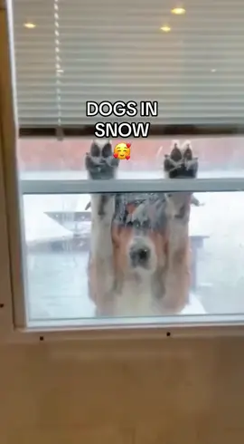 Dogs in the snow to make you smile today 🥰 #dog #dogs #snow #funnydog #happydog 