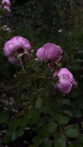 #1 #فرنسا🇨🇵_بلجيكا🇧🇪_المانيا🇩🇪_اسبانيا🇪🇸 #1 #😔 #الشيخ_الدكتور_احمد_الوائلي_رحمه_الله 