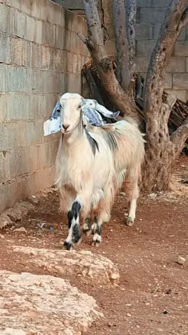 #اللهم_صلي_على_نبينا_محمد  #اكسبلورexplore  #مادبا_حنينا 