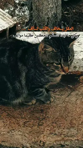 #وضع_طيران_________☻❤ #🌹🌹🌹 #تفاعلكم_يساعدنا_على_الاستمرار💯💯 