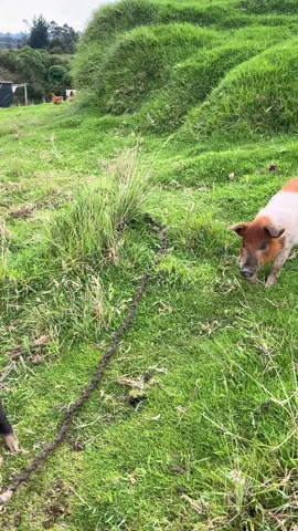 #LIVEIncentiveProgram #LIVEFEST2025 #MakeLIVECount #PaidPartnership 