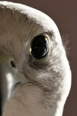 #احذر_الحر_تامر_البدوي #fyp 