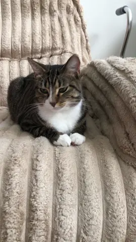 #PetsOfTikTok #pets #PetsOfTikTok #catsoftiktok #cats 