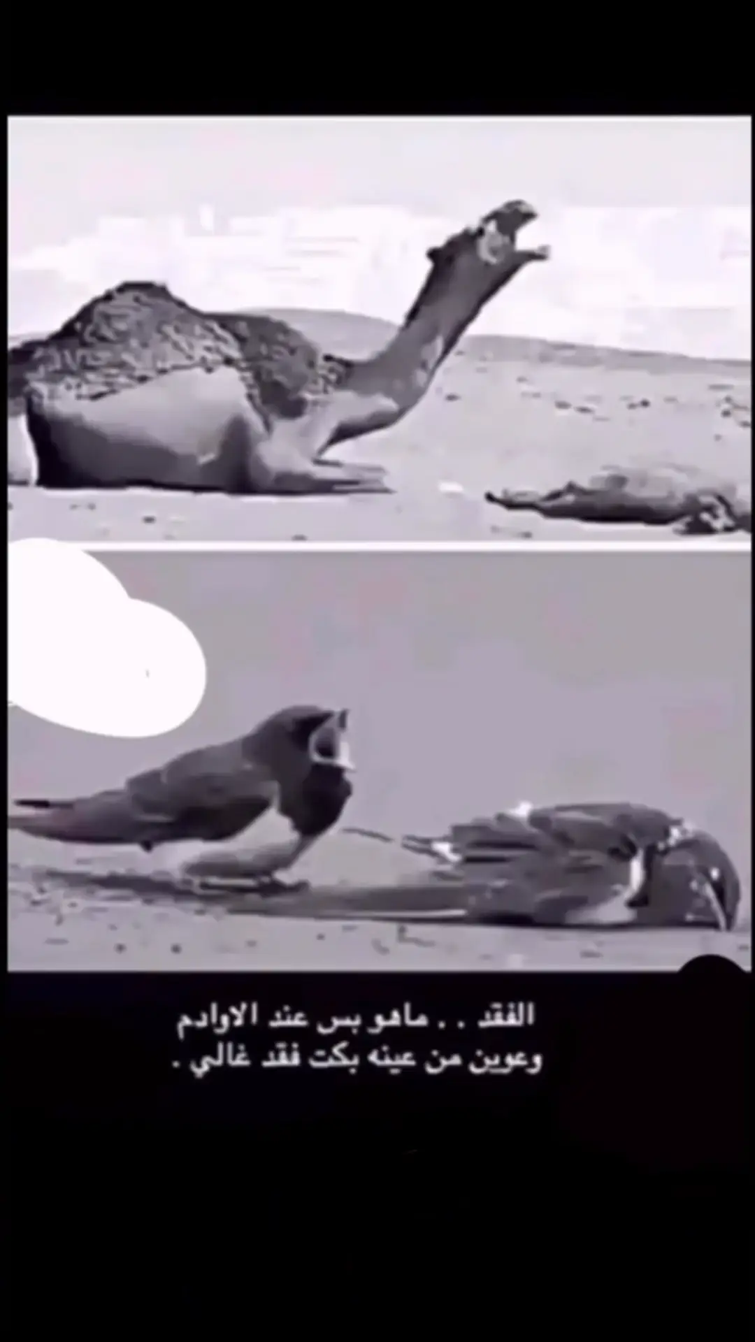 #قصيدة_شعر_أبيات 
