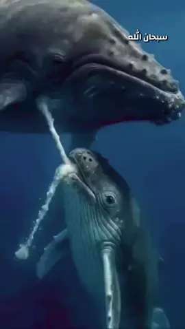 #سبحان_الله_وبحمده_سبحان_الله_العظيم #الامارات_العربية_المتحده🇦🇪 #الشارقة_الإمارات🇦🇪 