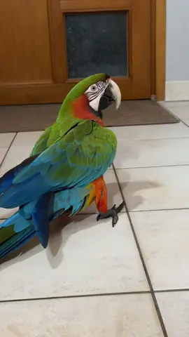 Exploration de la maison #perroquet #ara 