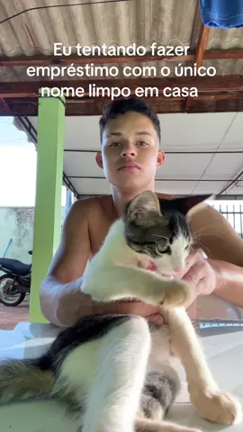 #emprestimo #gato #cat 