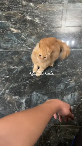 شكلها قطة بريئة بس هي orange cat  #orangecat  #foryou  #viral 