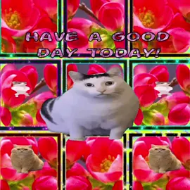 #catcore #streakcore #lovecore #cats #memes 