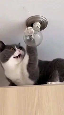 #funnycat #funnyanimals #funnytiktok #cat #funnypets 