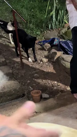 Quando canta pra Padilha até o dog já começa sentir as energias .. 😂