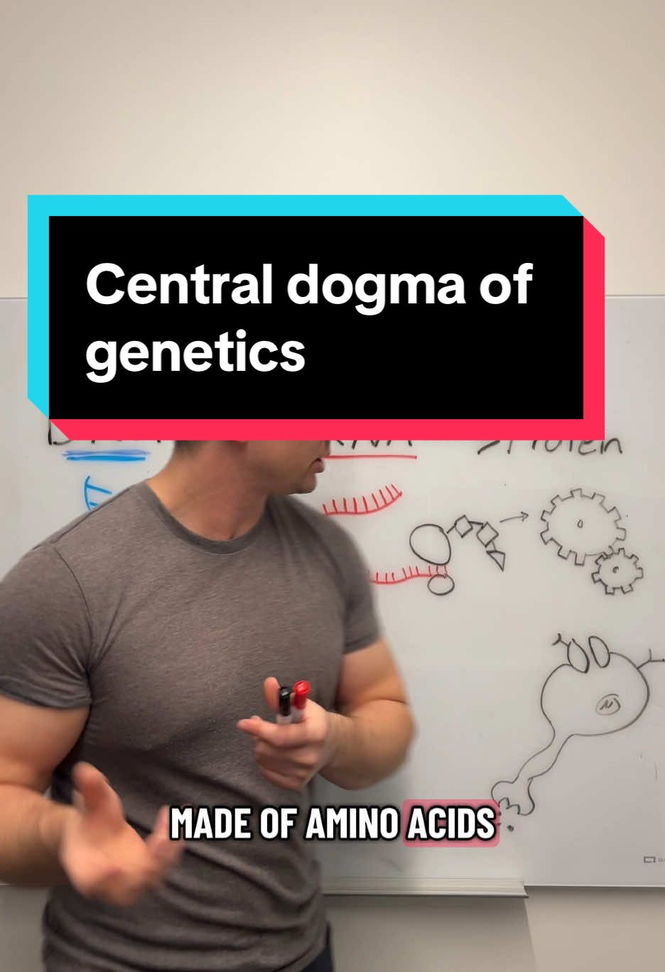 DNA -> RNA -> protein #JohnTok #genetics #TikTokEncyclopediaContest 