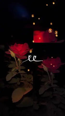 🎶🎵🤍🎶🎵❤️🎶