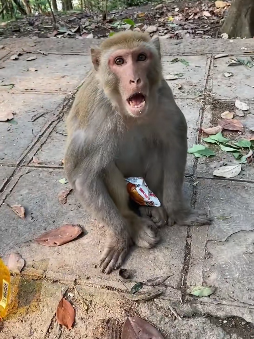 Funny monkey moments  #monkey #funny #funnyanimals #animals #pet 