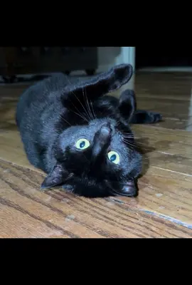 Kitty was being absolutely precious 💚#caseoh #kitty 