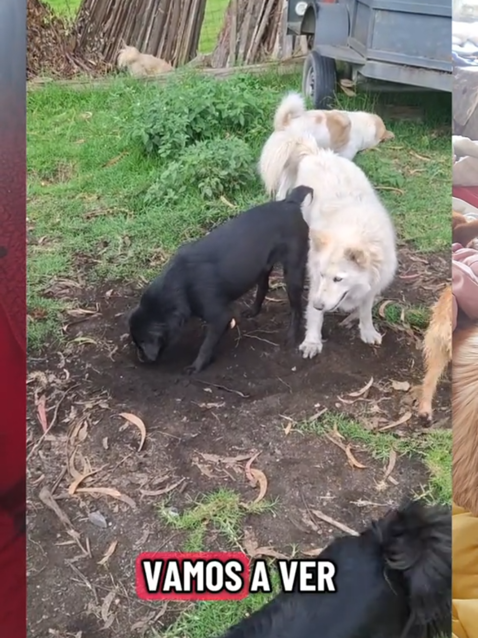 Gracias ppr estar con nosotros en estos momentos vamos con mucha fe ppr vacunas ,  cerramiento , pago veterinaria  y más 🙏  Si no puedes apadrinar sabes que ver el video completo y dejar un msj positivo nos ayuda a llegar a esos padrinitos quebtantabfakta hacen  #cuenca_ecuador🇪🇨❤ #perritos #apadrinarsalvavidas #perritoshermosos❤️❤️🐾❤️ 