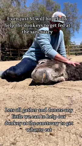 #donationlinkinbio #donkeysanctuary #sanctuaryrescue #fypp #sanctuarylife 