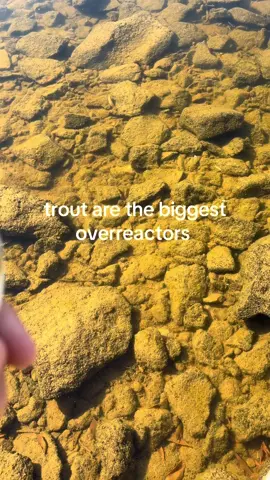 drama queen #fishing #fishtok #fyp #viral #trout 
