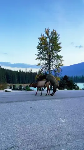 Deer meeting part/35 #usa🇺🇸 #unitedstates #animaladventures #fypシ゚viral #foryoupage 