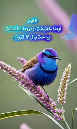 #ستوريات #حالات #صباحاتي #صباح_الخير #يارب 