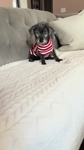 This sofa cover is so perfect! Even my sweet senior pup doesn’t want to get off the couch! #sofacover #couchcover #tiktokshopcreatorpicks #blackfriday #bfcm 