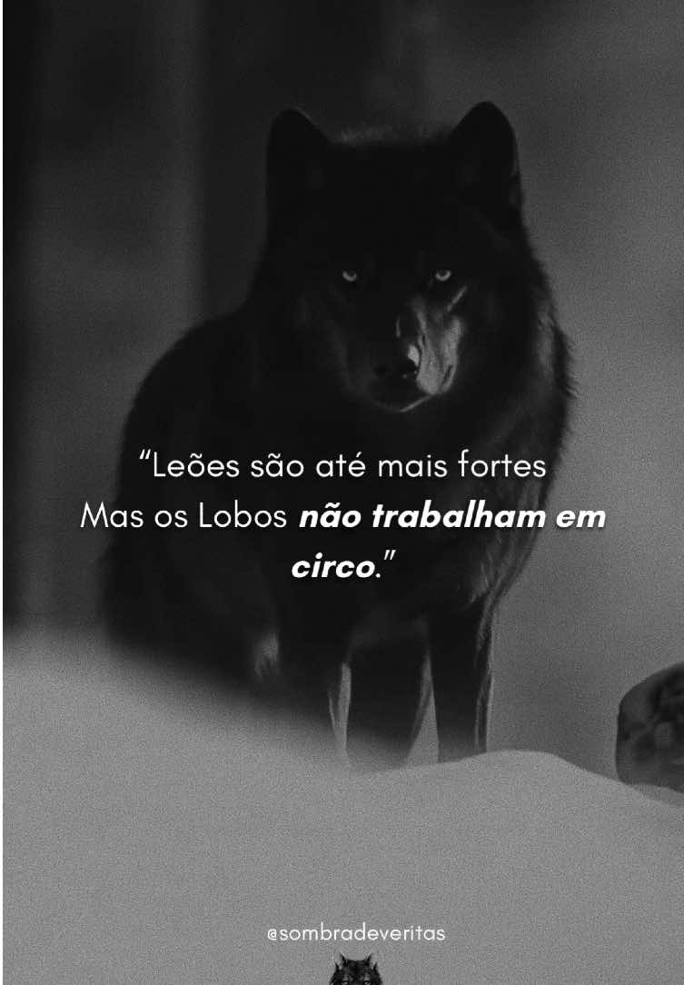 Força não é tudo. O mundo admira o espetáculo. Aplaude quem se exibe. Segue quem se mostra. O leão pode ser mais forte. Mas sua força é usada no circo. É força moldada. É força exibida. É força domesticada. O lobo não precisa de aplausos. Não precisa de plateia. Não precisa de correntes. Ele não trabalha em circo. Ele caminha livre. Ele observa em silêncio. Ele domina pela presença. Porque a verdadeira força… não é a que se mostra. É a que se mantém. É a que não se vende. É a que não se curva. Leões são até mais fortes. Mas os lobos não trabalham em circo. Agora me diga: Você está buscando aplausos… ou já decidiu caminhar livre? #motivacional #foryou #mentalidade #leao #lobo 