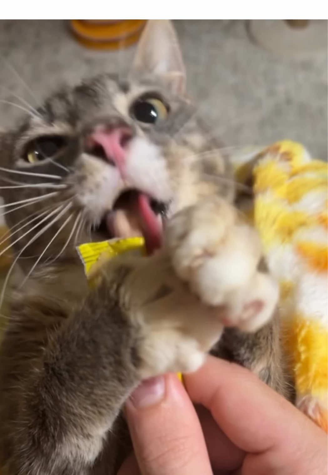 Rigbycat doesn’t play about her treats #fyp #catcontent #rigbycat #catsoftiktok #sillycat 