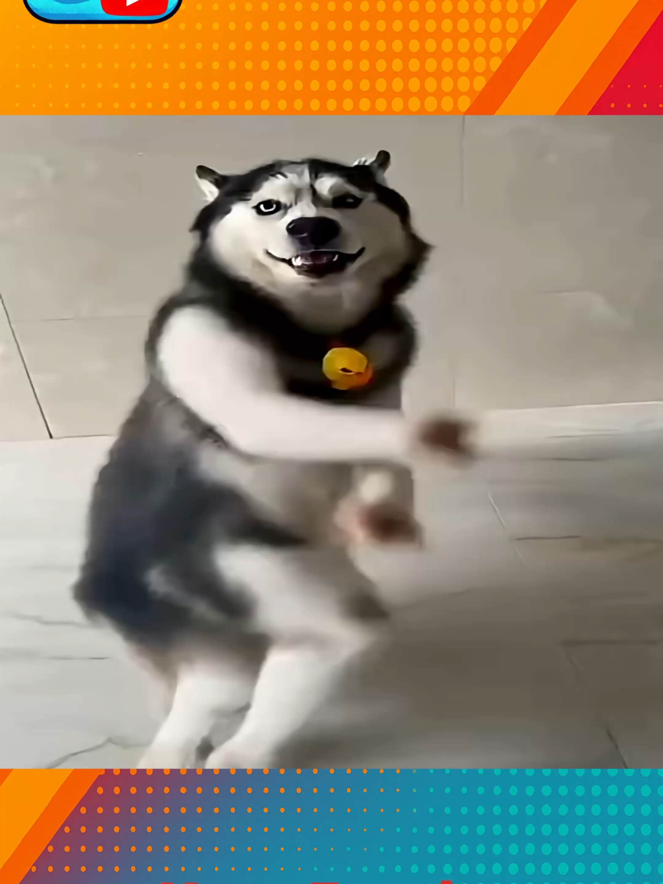 Original Husky Dance  #memetemplateandsound #soundeffectsstudio #memesounds #TikTokMeme #mememusic #TrendingSounds #funnysounds #SoundEffectLibrary #VideoEditing #FunnyClips #viralvideos #memeeffects #sfxtutorial #MemeEdits #foryoupage❤️❤️ #memes #FYPViral #MemeMagic #TikTokTrend #funny