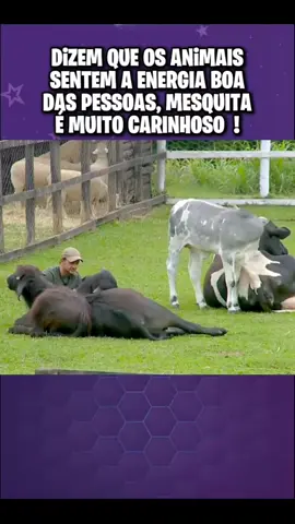 Mesquita a fazenda 17 #mesquita #fazenda #reality #tiktok #netflix 