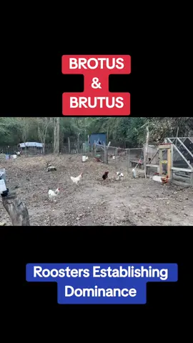 I don't advocate violence among animals but I understand nature and animals establishing who the leader is. Brutus is the new kid on the block. #farmlife #rooster #animals #fyp 
