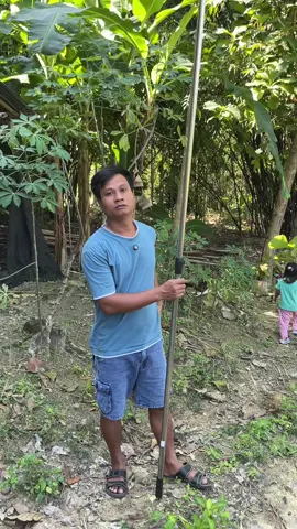 Galah sabit serbaguna! 🌾 Cocok buat petik buah, pangkas ranting, dan potong rumput tinggi. Praktis, kuat, dan bisa dipanjangin! 💪🍃 #galahpemetikbuah #sabitteleskopik #alatpertanian #sabitterbaik #alatkebunpraktis 