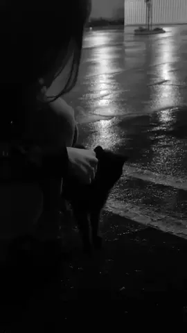 cute video my girlfriend took🐾 stray nyankos #cat #wlw #gl 