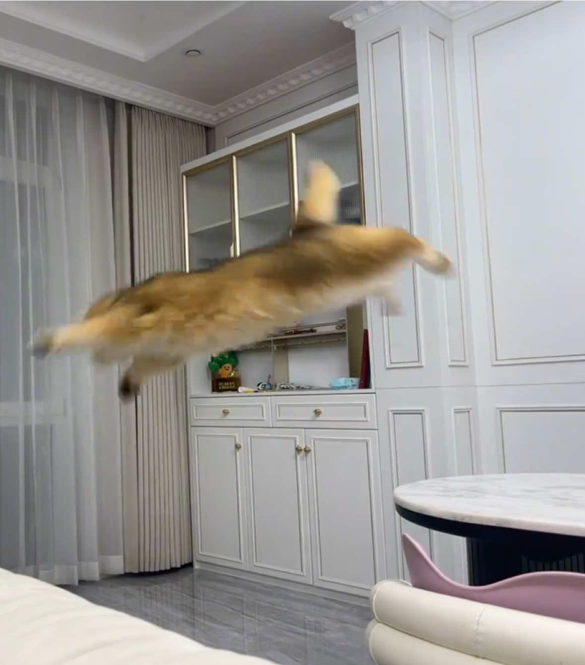 So cute #cutecat #pet #kucing #kitty 