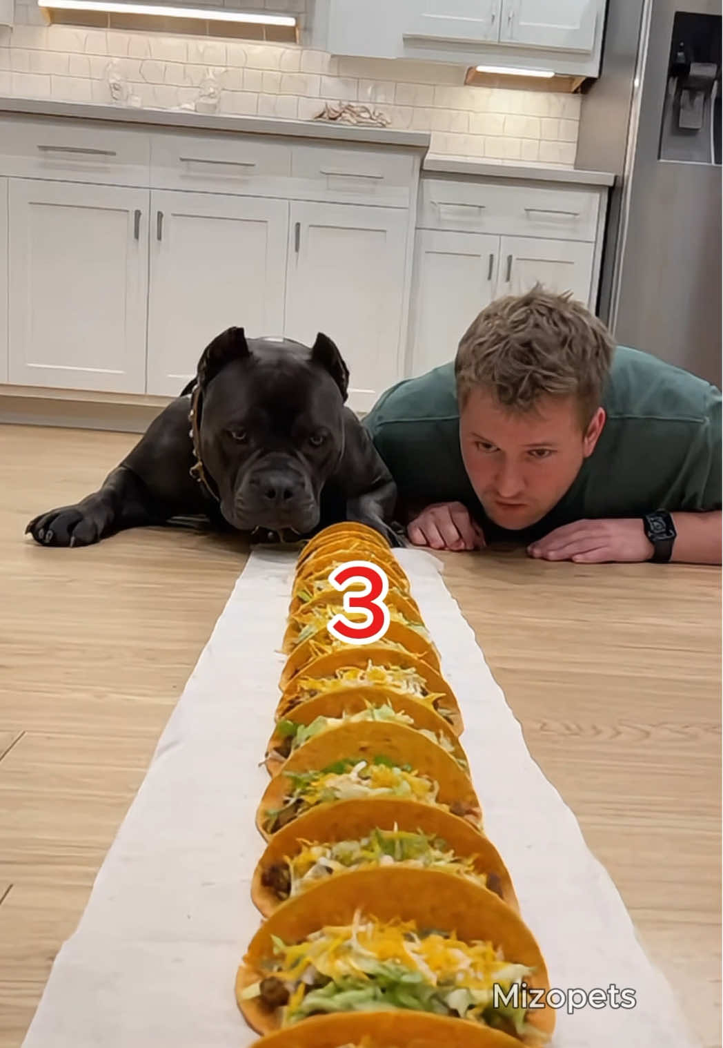 Man or dog wins next time? 🌮🐕😂 #dog #funny #dogfunny 