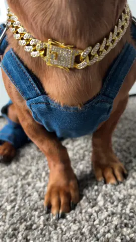 The cutest dog overalls! 🐶💙 #dachshund #dogsoftiktok #overalls #dogclothes #dogtok 