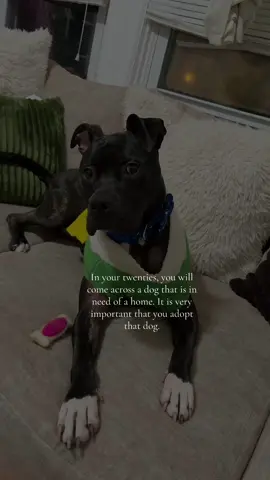 Almost a year together! Adopt not shop🤍 #adoptdontshop 