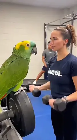 Naughty taking parrot roasted EVERYBODY 😭🦜💪 “Lift something real… like your standards!” 😂💀 🚀 TikTok Hashtags #TheRealBeako #ParrotTok #PoliceTok #GymTok #FunnyAnimals     