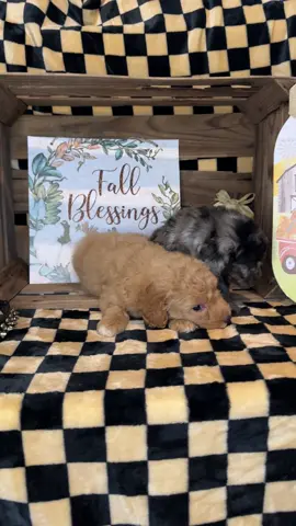 #christmasgiftideas #viralvideotiktok #puppytiktok #goldendoodlesoftiktok #goldendoodle 