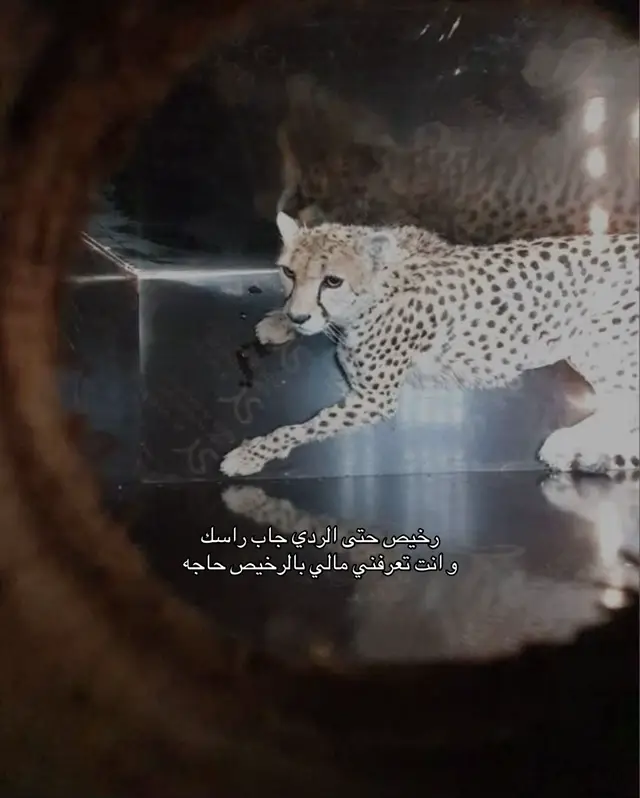 #الشعب_الصيني_ماله_حل😂😂 #aaaaaaaaaaaaaaaaaaaaaaaaaaaaaa #هواجيس_الليل #اكسبلور #هواجيس 