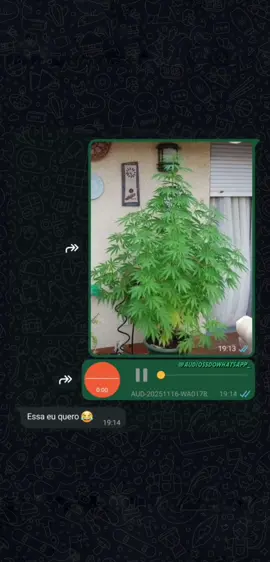 Alguém se interessou nessa árvore?😂  #vaiprafyinferno👺🔪 #audiosengraçados #fyp #fypシ゚ #meme #humortiktok #humor #memes #whatsappstatus #audio #viral #comedia #funny #grupo #arvore #natal #arvoredenatal #