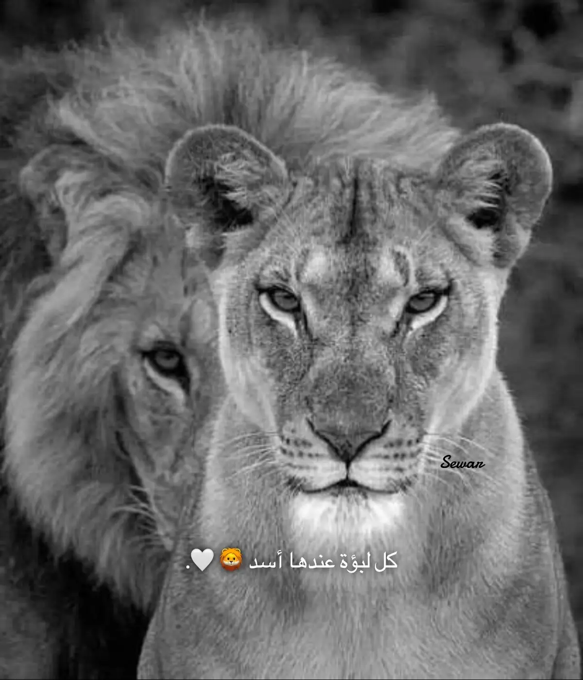 🦁❤️‍🔥@ايناس🦋🇩🇿 @⚡️MUZO⚡️ 