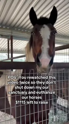 POV: You rewatched this video twice so they don't shut down my our sanctuary and euthanize our horses $1115 left to raise. #HorseShelter #HorsePlus #ADOPTED #DynamicDuo #EndBigLick #Endanimalabues #JusticeForTWH 