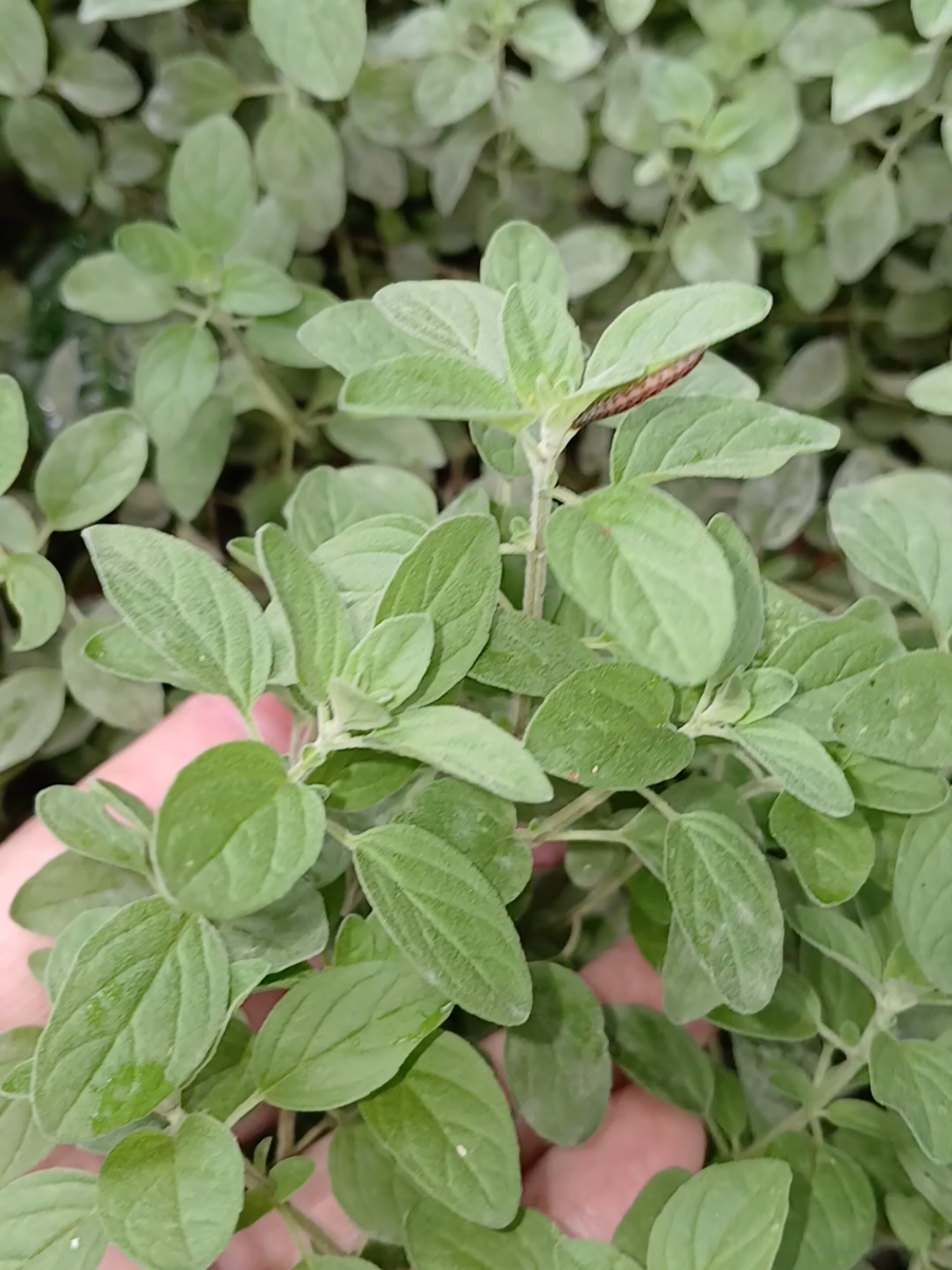 orégano #beneficios #orégano #bemestar 