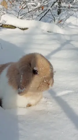Snow time is coming ❄️🐰🤍 #fyp #snow #hollandlop 