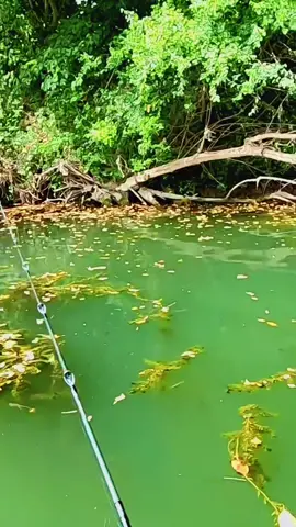 #fishing #catfish #lure #fyp 