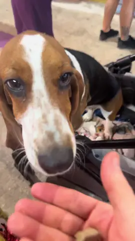 The Whole Gang is Here 🐶😃❤️🙌 @Teri  #dogs #pets #dogtreats #bassethound #dachshund 
